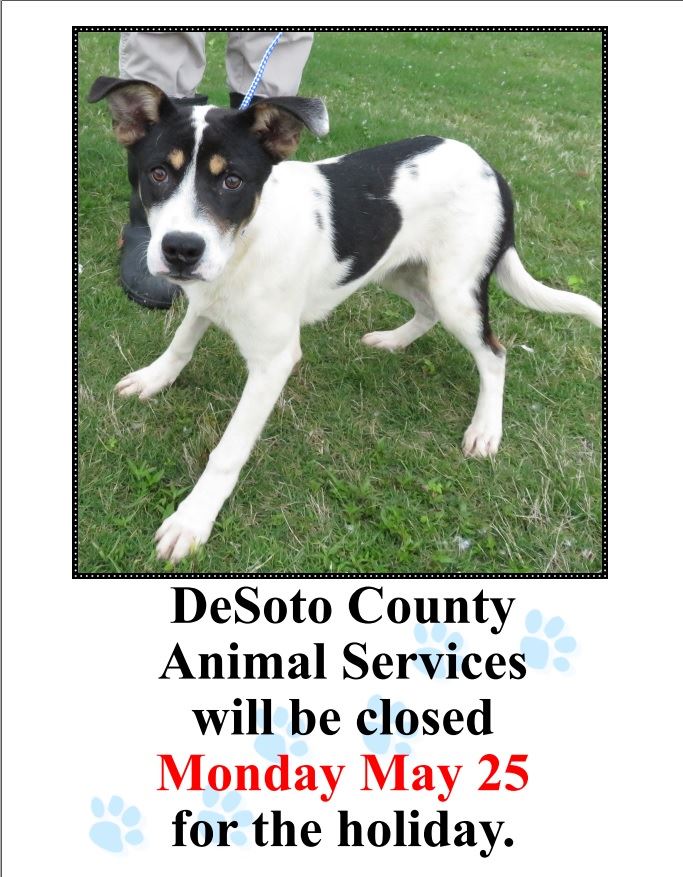 animal services closed memorial day