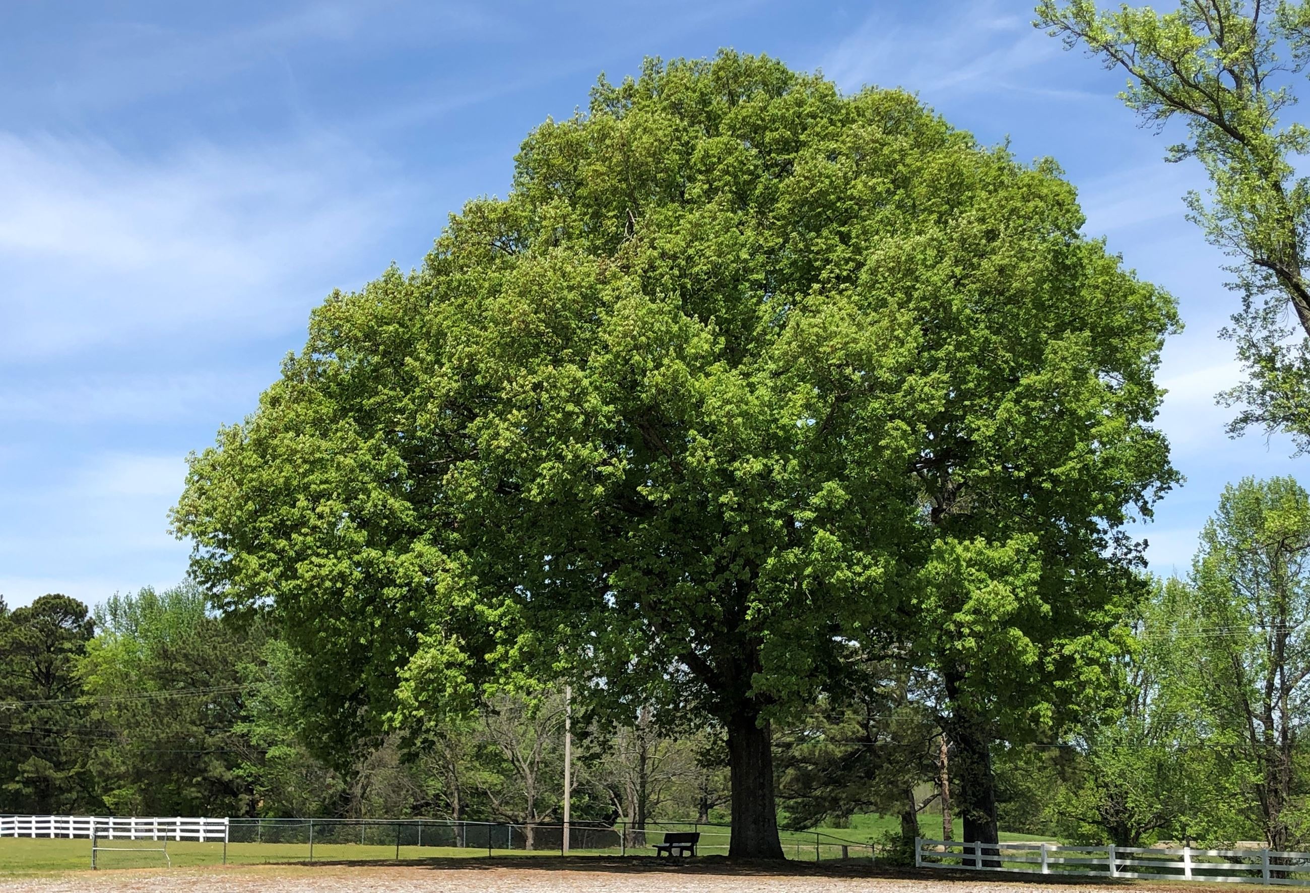 Eudora Park Large Tree